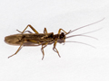 Nemoura cinerea